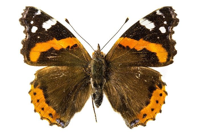 Vulcain